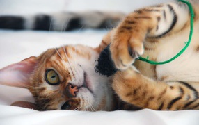 The Bengal cat is playing