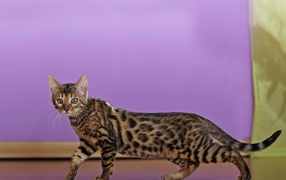 The young Bengal cat sneaks