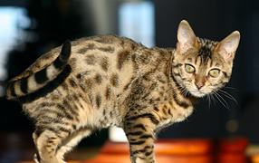 The young green-eyed Bengal cat