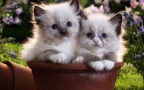 Two kittens in a flower-pot
