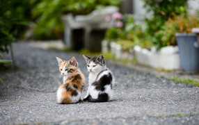 Two kittens on the road