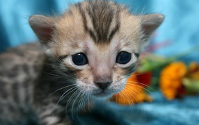 Very small silver bengal cat