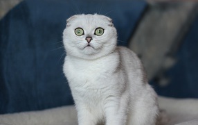 White Scottish Fold cat with green eyes