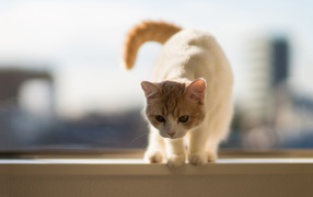 Бело-рыжий кот собирается прыгать