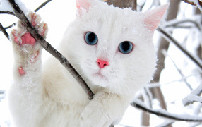 White blue-eyed cat in the bushes