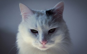 Белый кот с чёрным пятном