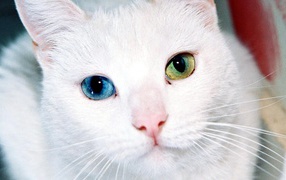 White cat with different eyes
