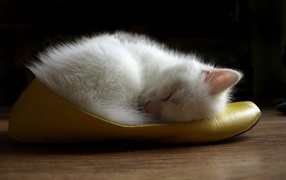 White kitten asleep in the Shoe