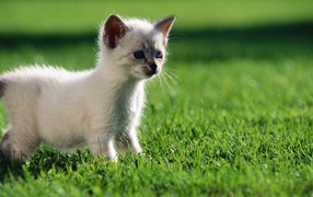 White kitten walks on the lawn