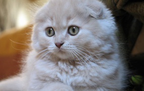 White small Scottish Fold cat