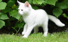 White young cat in the bushes