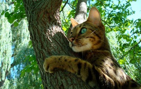 Young Bengal cat on a tree