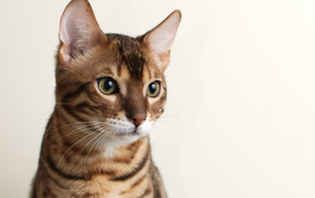 Young Bengal cat on white background