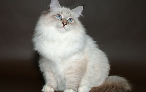 Young beautiful Siberian cat poses