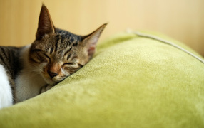 Красивый полосатый кот заснул