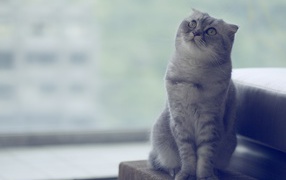 Красивый шотландский вислоухий кот что-то увидел