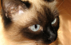Красивый усатый сиамский кот 
