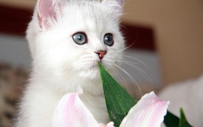  Beautiful kitten with gray eyes and a flower