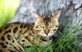  Bengal cat near a tree
