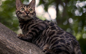  Bengal cat on a tree