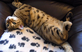  Bengal cat relaxes on a chair