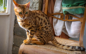  Bengal cat sits on a chair