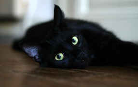  Black cat resting on the floor