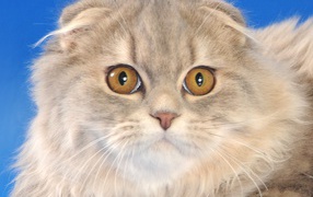 Пушистый шотландский вислоухий кот на синем фоне