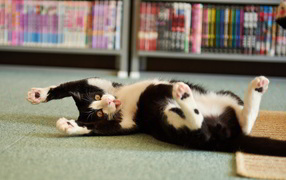  Funny black and white cat lying on the floor