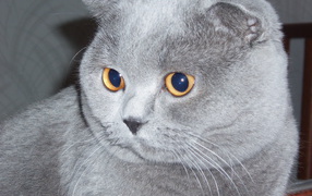  Gray Scottish Fold cat