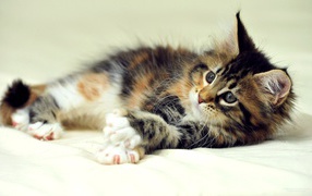 Маленький симпатичный кот мейн-кун