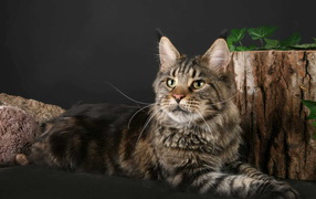  Maine Coon cat poses with a stump