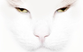  Serious white cat close up