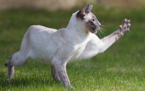  Siamese cat hunts insect