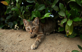 Маленький кареглазый кот вылез из кустов