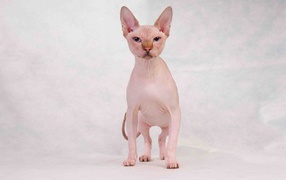  Sphynx cat with blue eyes posing on a white background