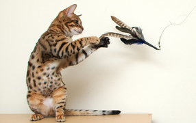  Young Bengal cat playing