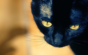Молодой чёрный кот с жёлтыми глазами
