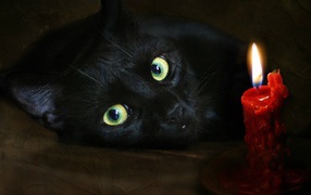 	 Black cat and candle