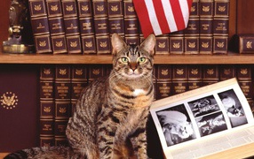 Кошка у книги про котов