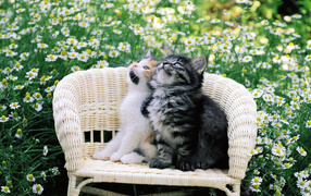 	 Kittens on a chair in the flowers