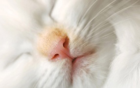 Розовый нос белого кота