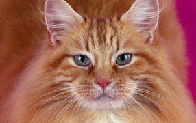	 Portrait of a red cat