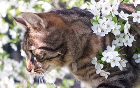 	 Spring cat