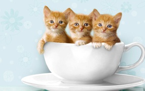 	 Three red kitten