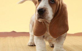 A beautiful young basset hound