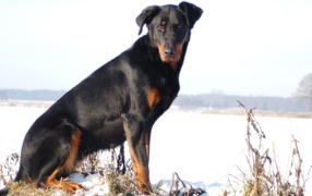 Adult beautiful Beauceron sitting in the snow