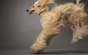 Afghan Hound Jumping