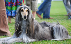 Afghan Hound at the Dog Show
