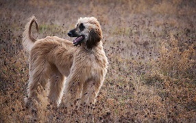 Afghan Hound in the dried grass